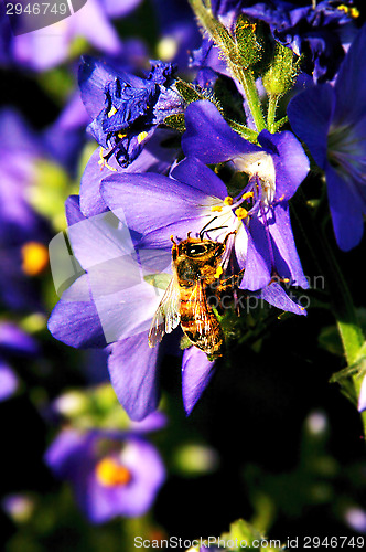 Image of Bee