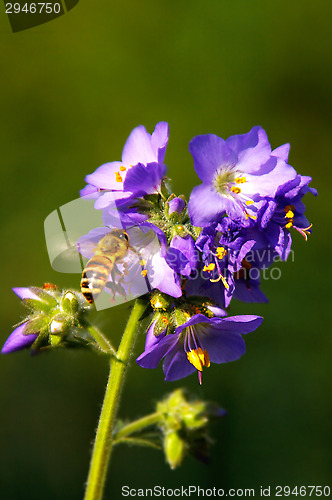 Image of Bee