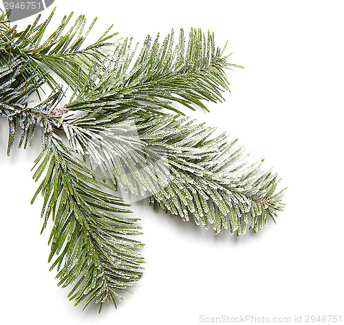 Image of Snowy fir branch