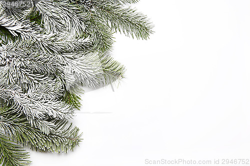 Image of Snowy fir branch