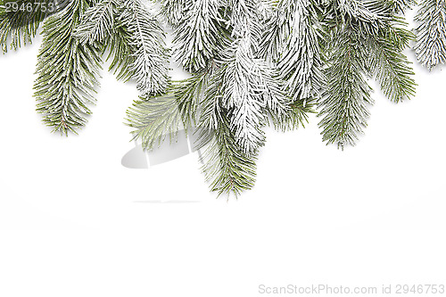 Image of Snowy fir branch
