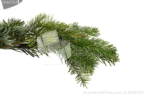 Image of Snowy fir branch