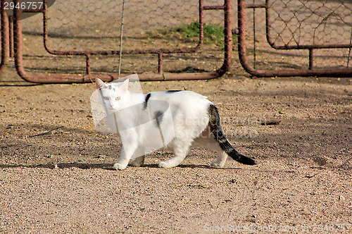 Image of Cat