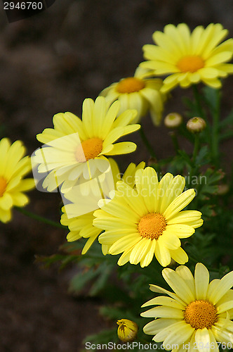 Image of Daisy