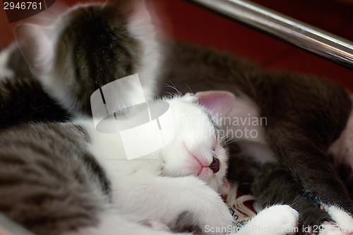 Image of Kittens