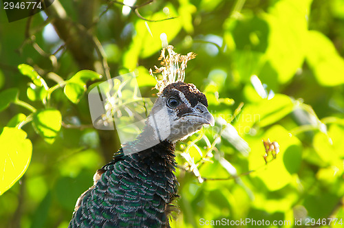 Image of Peacock