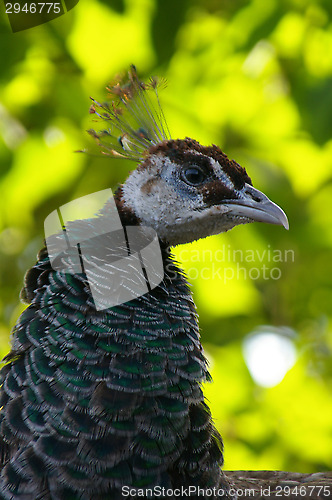 Image of Pavo cristatus