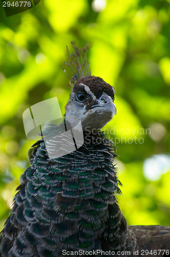 Image of Pavo cristatus