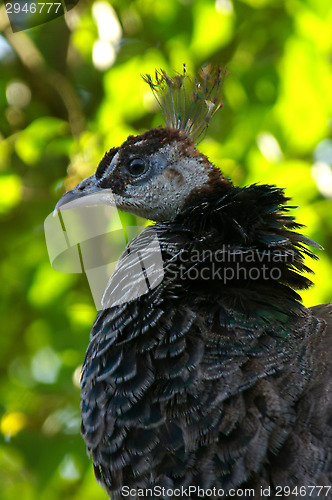 Image of Peacock