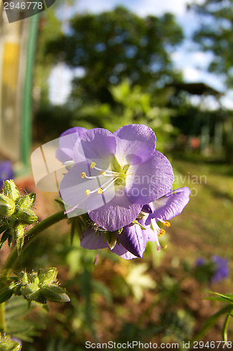 Image of Blossoms