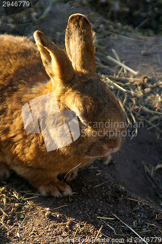 Image of Rabbit