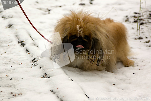 Image of Tibetan Spaniel