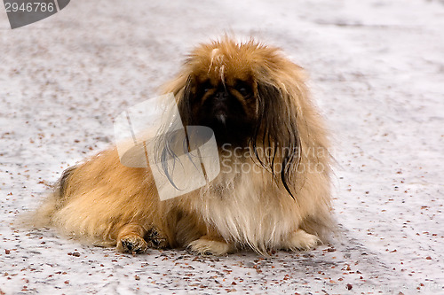 Image of Tibetan Spaniel