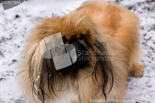 Image of Tibetan Spaniel