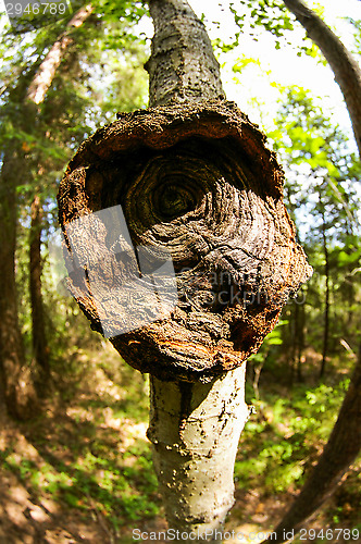 Image of Polypore