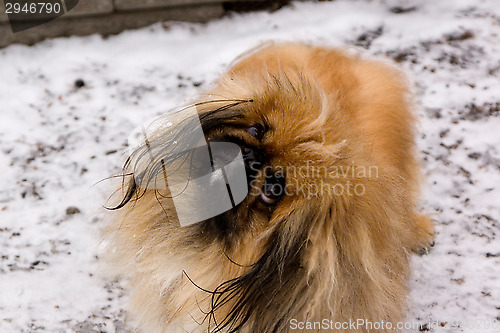 Image of Tibetan Spaniel