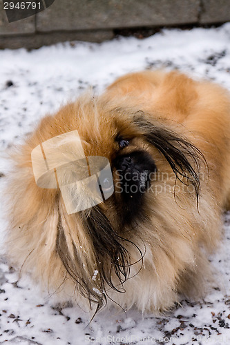 Image of Tibetan Spaniel