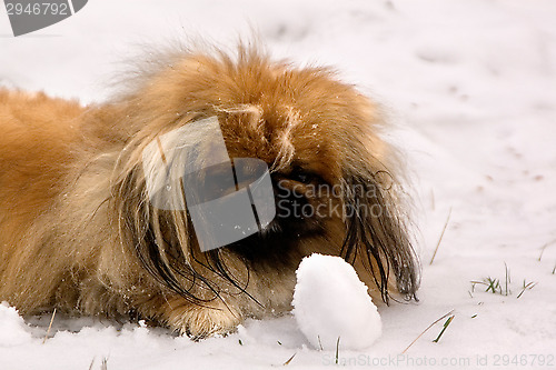 Image of Tibetan Spaniel
