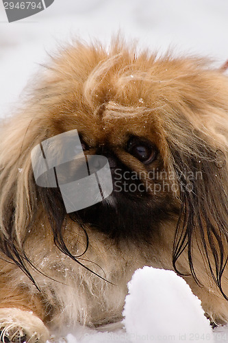 Image of Tibetan Spaniel