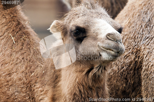 Image of Bactrian camel