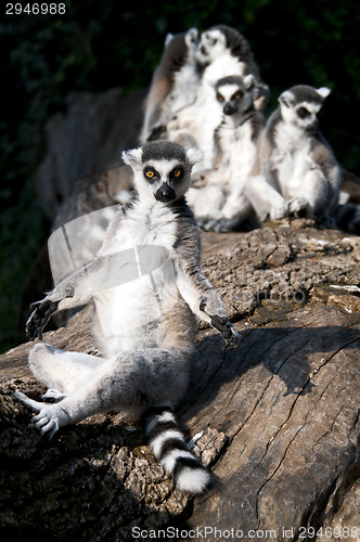 Image of Ring-tailed lemur (Lemur catta)