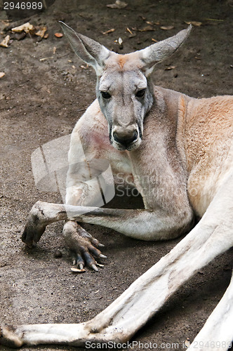 Image of Red kangaroo