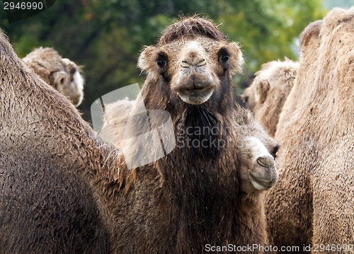 Image of Bactrian camel