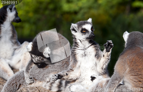Image of Ring-tailed lemur (Lemur catta)