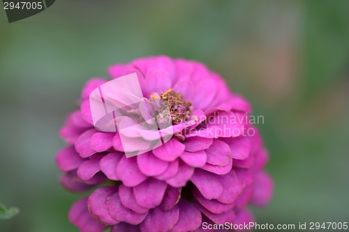 Image of red little flowers
