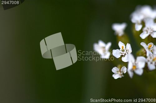 Image of white flowers
