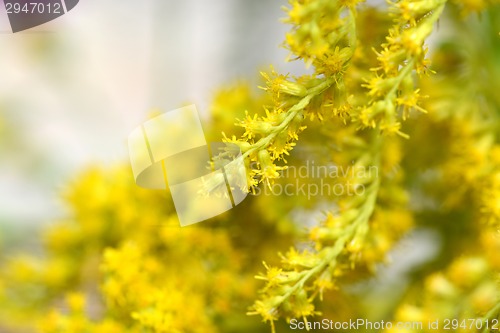 Image of Close up of yellow flower