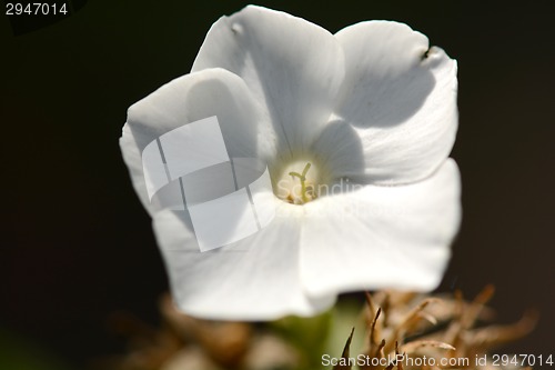 Image of Close up image of white flower