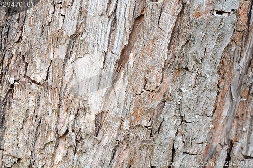 Image of Old Wood Tree Texture Background Pattern