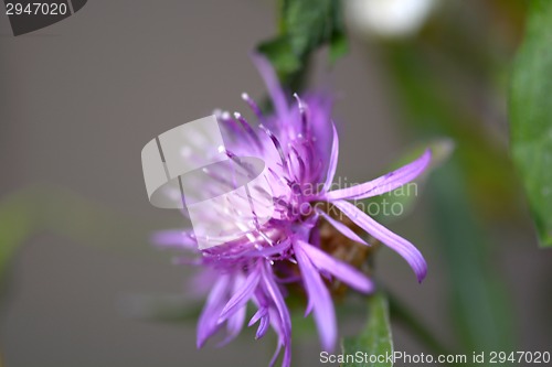 Image of Close up of blue flower on flower field