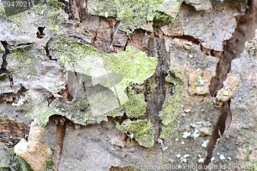Image of cracked wood board