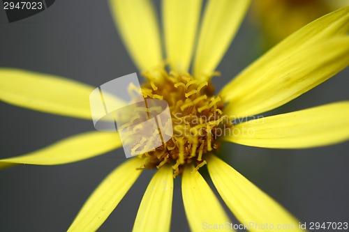 Image of Close up of yellow flower, macro