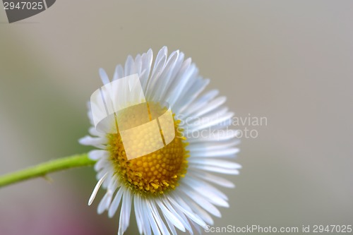 Image of Small sunny chamomile flowers close-up