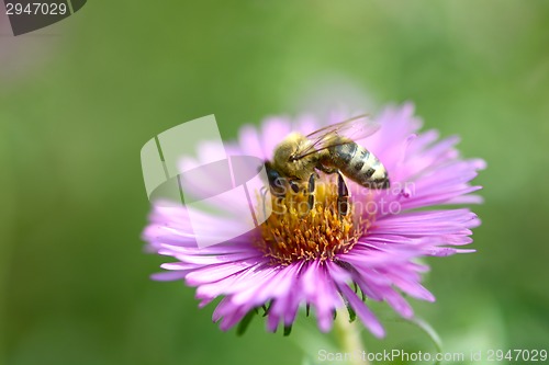 Image of Bee and flower, close up