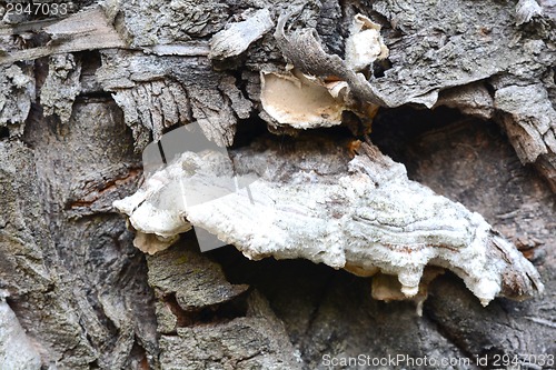 Image of Wooden texture