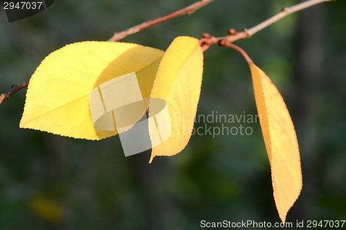 Image of Background group autumn orange leaves. Outdoor.