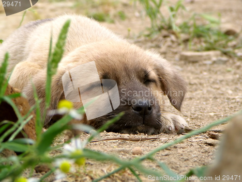 Image of Sleeping puppy dog