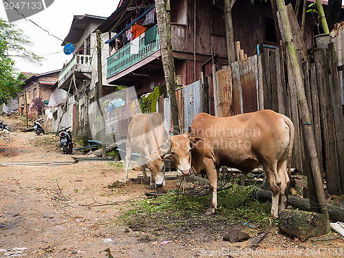 Image of Village road in Myeik, Myanmar