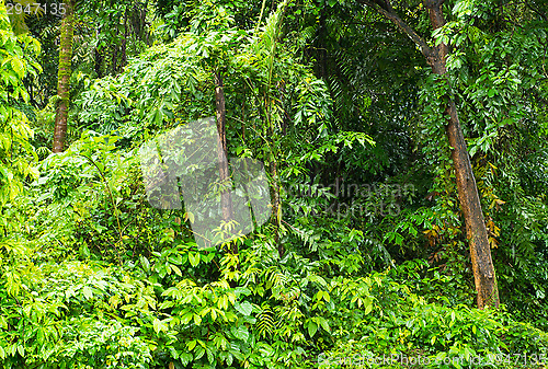 Image of Tropical rainforest in Myanmar