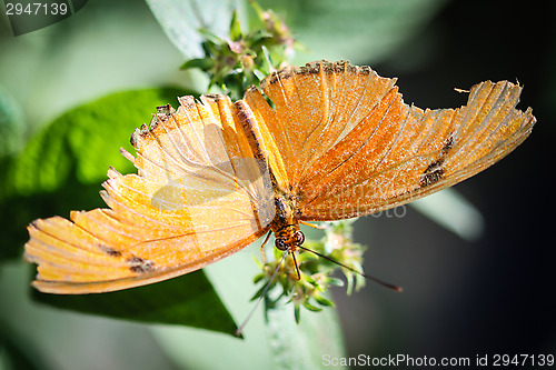 Image of Julia Heliconian Dryas Julia