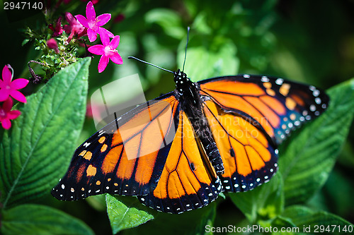 Image of Monarch Danaus Plexippus