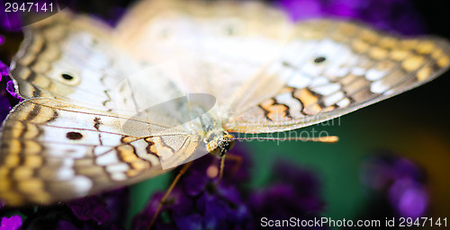 Image of White Peacock Anartia Jatrophae