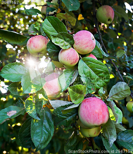 Image of apples on tree branch