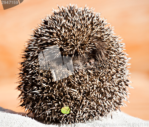 Image of hedgehog ball