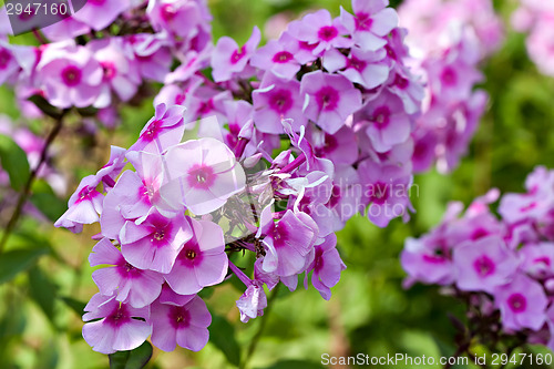 Image of phloxes bunch flowers