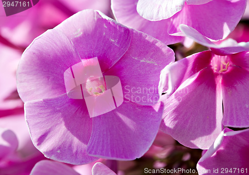 Image of phlox flower